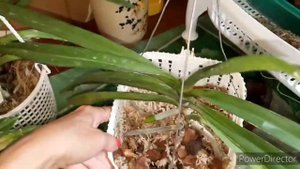 Адаптация орхидей, вандовые.Holcostylis,aerides,rynchostylis,neo...Цветение asctm.ampullaceum