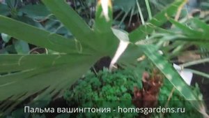 Большая пальма вашингтония