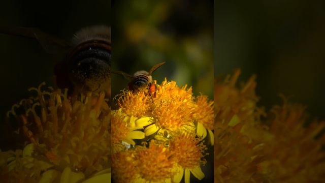 "Las Patas de las Abejas  Obreras Incansables de la Polinización"