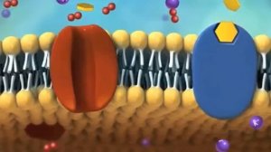 транспорт в в через мембрану