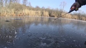 Ловля окуня на балду