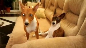Басенджи (basenji) приехал новый друг.mp4