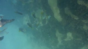 Индийский ныряльщик-подводная съемка