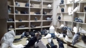 Питомник голубей Priora. Николаевские голуби.