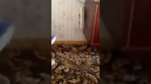 Бешеный и Агрессивный кот, напал на хозяина! СМОТРЕТЬ ДО КОНЦА!
