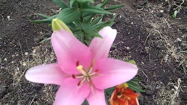 Начало Цветения! Розы Поль Нерон,Мона Лиза, Шарифа Асма. смотреть онлайн