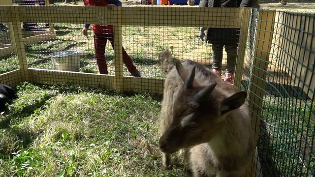 Контактный зоопарк, Подмосковье смотреть онлайн