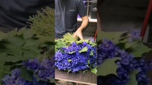 Сборка букет из васильков