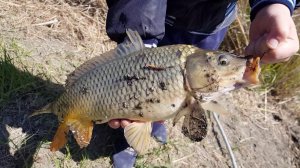 Весенняя Рыбалка на Сазана Рыбалка в Дагестане