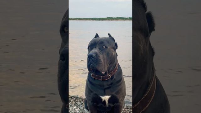 #cors #canecorso #maloss Cane Corso серый Кане Корсо Семен Семеныч