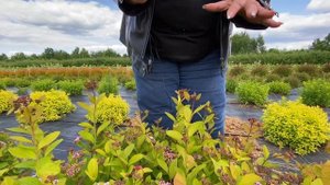 СПИРЕЯ БЕРЕЗОЛИСТНАЯ  `Pink Sparkler`(Spiraea betulifolia)