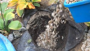 Тис ягодный посадка и уход .Тисс ягодный (Taxus baccata)