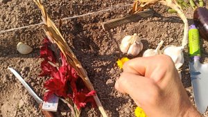 ЛОШАДИНЫЙ ЧЕСНОК- ПОСАДКА