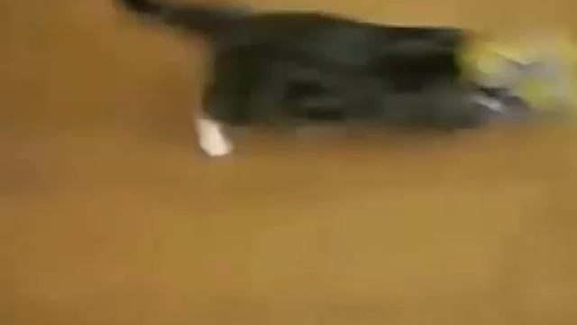 СМЕШНЫЕ КОШКИ/FUNNY CATS - 1 приколы 2016 смотреть онлайн