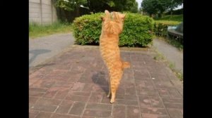 Кошачий вальс