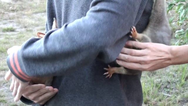 Из жизни Австралийских поссумов. смотреть онлайн