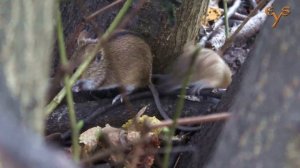Птицы и звери в осеннем лесу / Birds and rodents in autumn forest