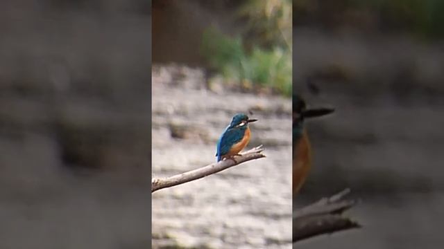 #зимородок#kingfisher ##かわせみ #птицы #птица #дикаяптица #birdwatching #birdwatchers #зимородоки