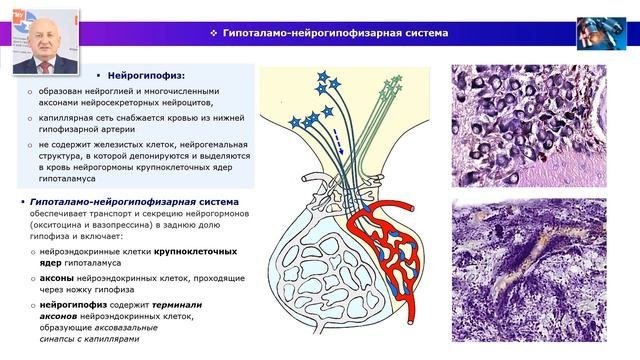 Функциональная морфология гипоталамо-гипофизарного комплекса