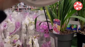 Обзор орхидей в магазине ОБИ на Варшавском шоссе в Москве 20.02.22