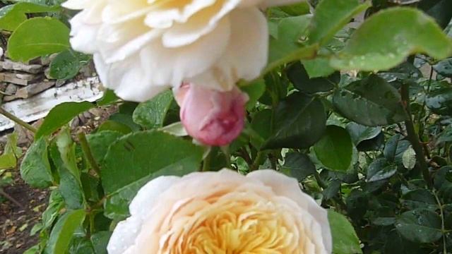 Сад из роз. г. Балаково. Роза Д. Остина English Garden смотреть онлайн