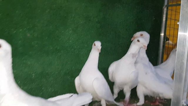 Голуби порода Русский выставочный. смотреть онлайн