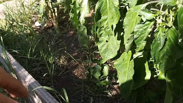 GARDENING: PICKING CAYENNE PEPPER & TOMATOES |AMPALAYA смотреть онлайн