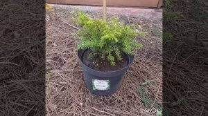 Распаковка.И снова ОПТ -ХОЗ.Осень 2023г. Тсуга канадская (Jeddeloh).