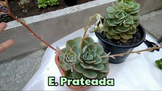 Tirando MUDINHAS de echeverias RARAS 😍😱 - Como tiro minhas mudinhas 🌹😱 / Paraíso da Suculenta смотреть онлайн