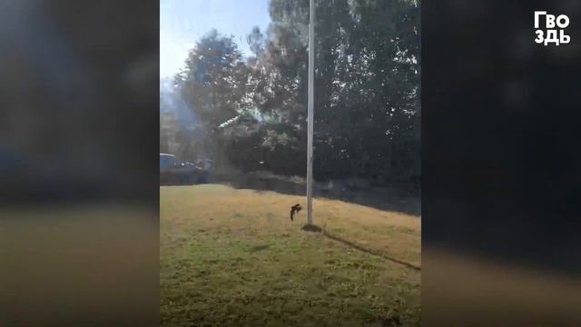 Птица не двигается, когда ее берут в руки. Камера сняла очень трогательные кадры! смотреть онлайн