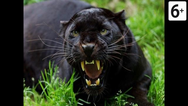 Удивительные соседи. Пантера смотреть онлайн