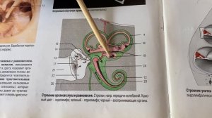 Орган слуха и равновесия. Внутренне ухо.#анатомия#anatomy