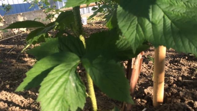 Как вырастить малиновое дерево?