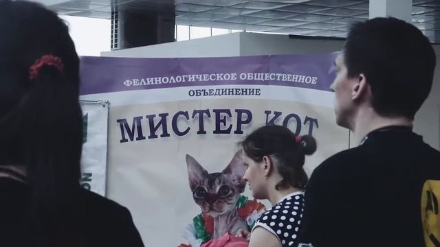 Выставка кошек "Мистер кот" 11 июня 2016 смотреть онлайн