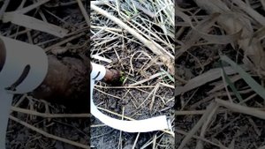 Хурма Никитская Бордовая. Удивила в сентябре!