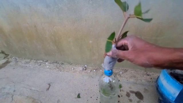 The best idea java plum Aloe Vera & two varieties on the same tree смотреть онлайн