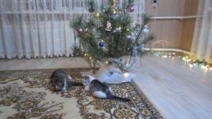 НОВОГОДНЯЯ НОЧЬ 2018! КОТ МАЛЫШ И КОШКА МУРКА ЖДУТ ПОДАРКИ ПОД ЁЛКОЙ! Игры с котами