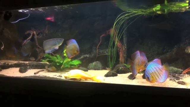 Black Arowana & Wayne Ng Discus tropical aquarium смотреть онлайн
