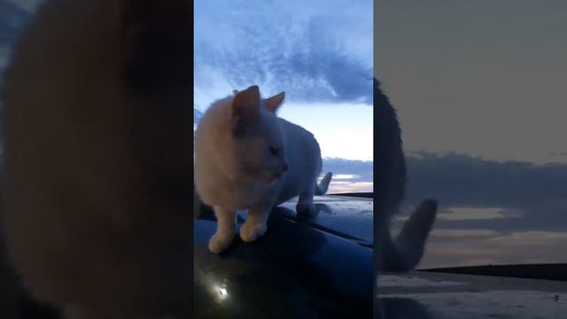 История одного котёнка. смотреть онлайн