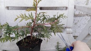 ?формировка стрижка туи?саджанець хвойних-- туя брабант?стрижемо тую самі вдома ?