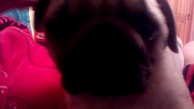 Мопс сопит смотреть онлайн