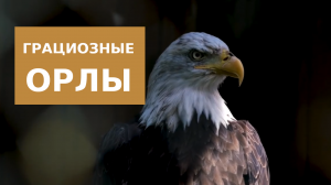 Грациозные Орлы