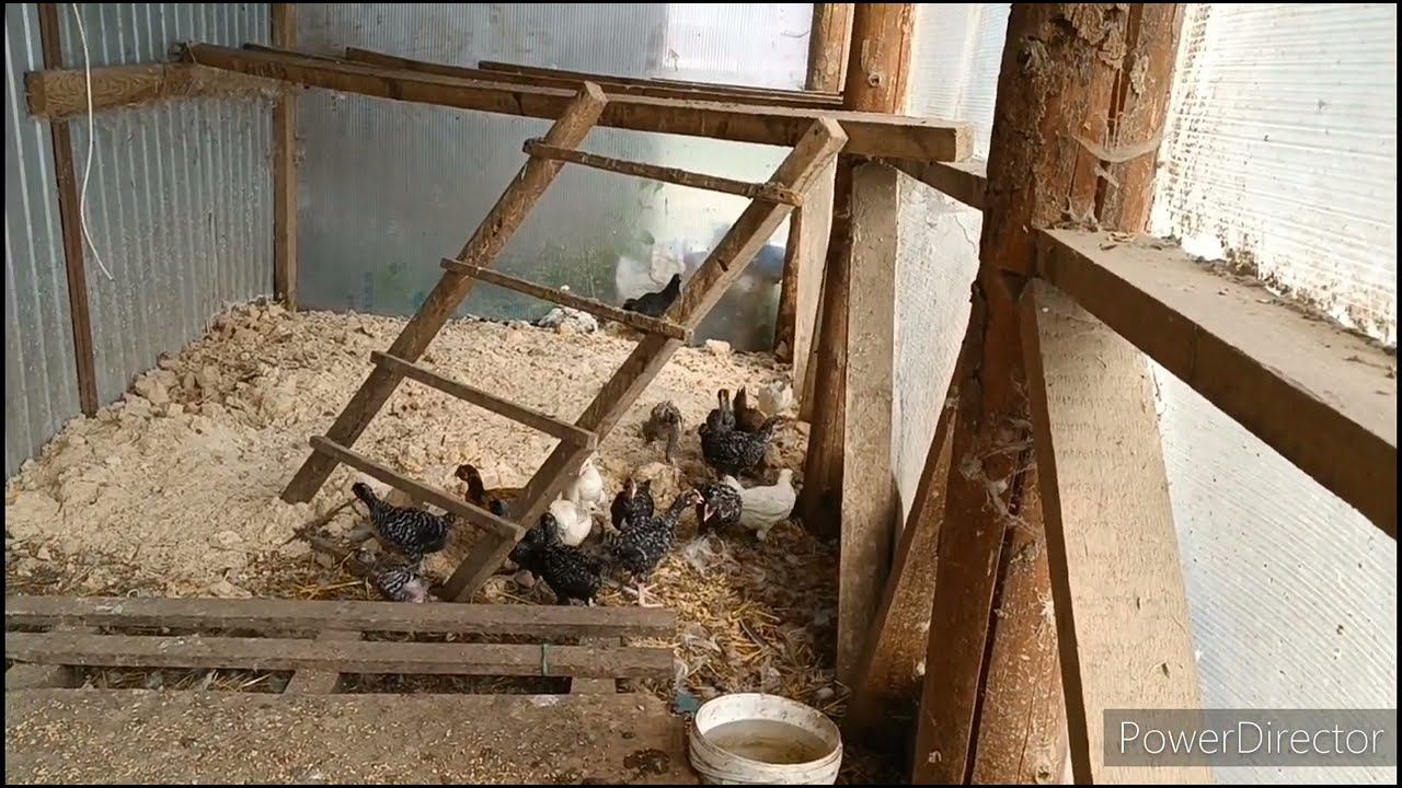 Осенние цыплята.1. смотреть онлайн