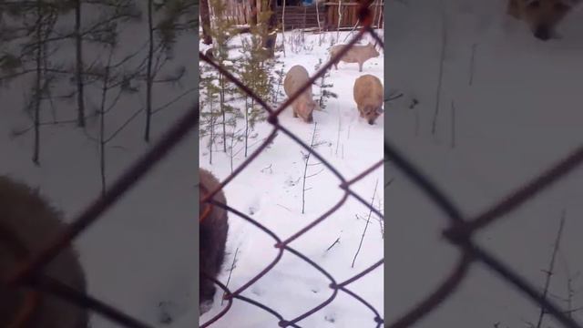 ДИКИЙ кабан пришёл на свидание к домашней свинье- что из этого получилось?