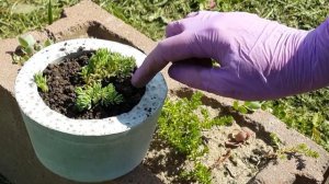 ? Какие неприхотливые многолетние растения посадить в саду? Суккуленты!