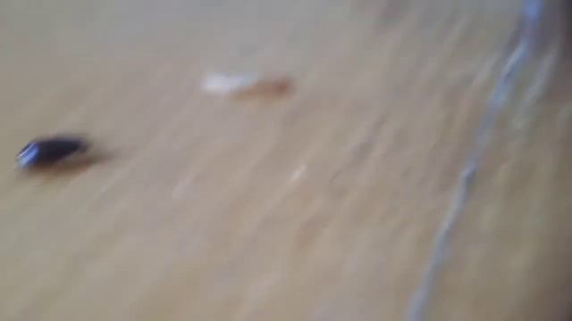 Какую кормовую культуру выбрать лучше всего? #дляновичка смотреть онлайн