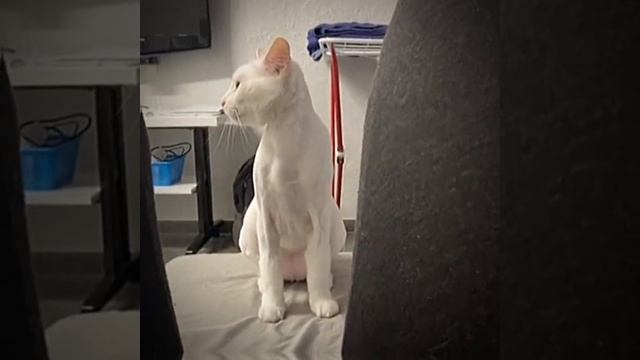 СМОТРИ И СМЕЙСЯ смотреть онлайн