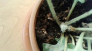 Мучнистая роса на гербере.