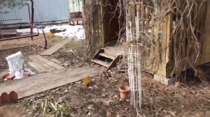 Моя любимая дача 07.04.2019 г. Посадила новые туи Форевер Голди. Открыла хвойные растения. Весна!?