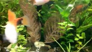 #Aquarium. Листья грецкого ореха в аквариуме..